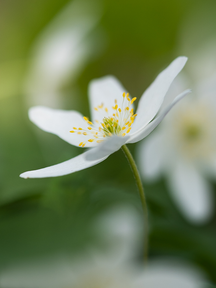 Blumen Wandbild Weißes Buschwindröschen von Tatjana Prawitz