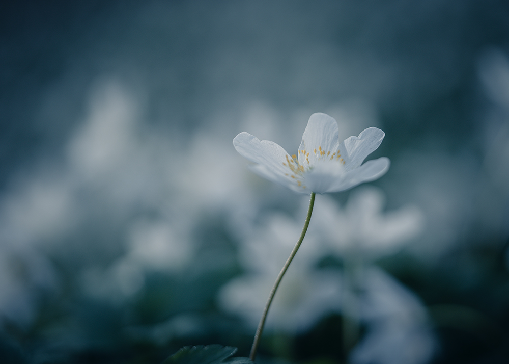 Moody Blumen Weißes Buschwindröschen Foto von Tatjana Prawitz