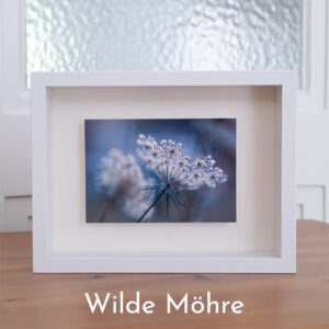 Blumenbild Wilde Möhre im Objektrahmen von Tatjana Prawitz