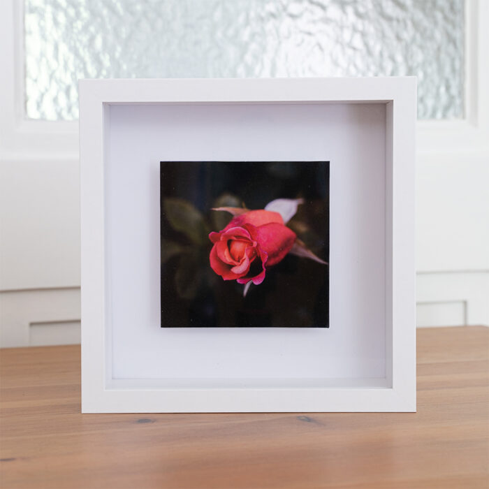 Blumenbild Rose im Objektrahmen von Tatjana Prawitz