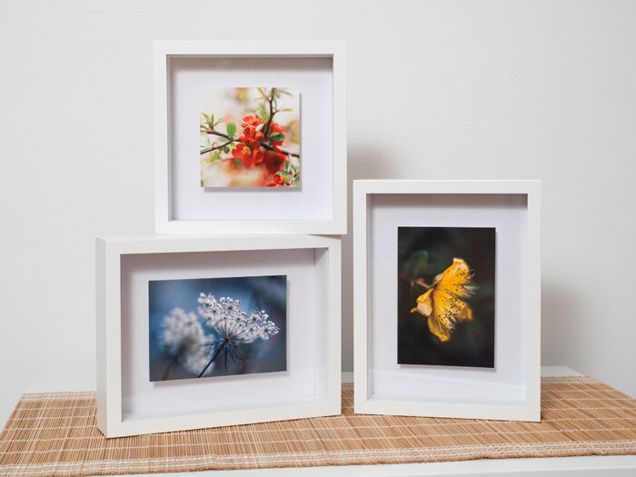 Blumenbilder Zierquitte, Wilde Möhre, Johanniskraut in Objektrahmen von Tatjana Prawitz