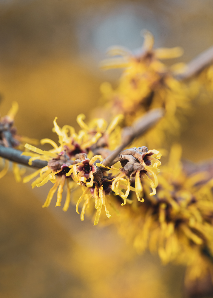 Blumen Gelbe Blüte einer Zaubernuss Foto von Tatjana Prawitz