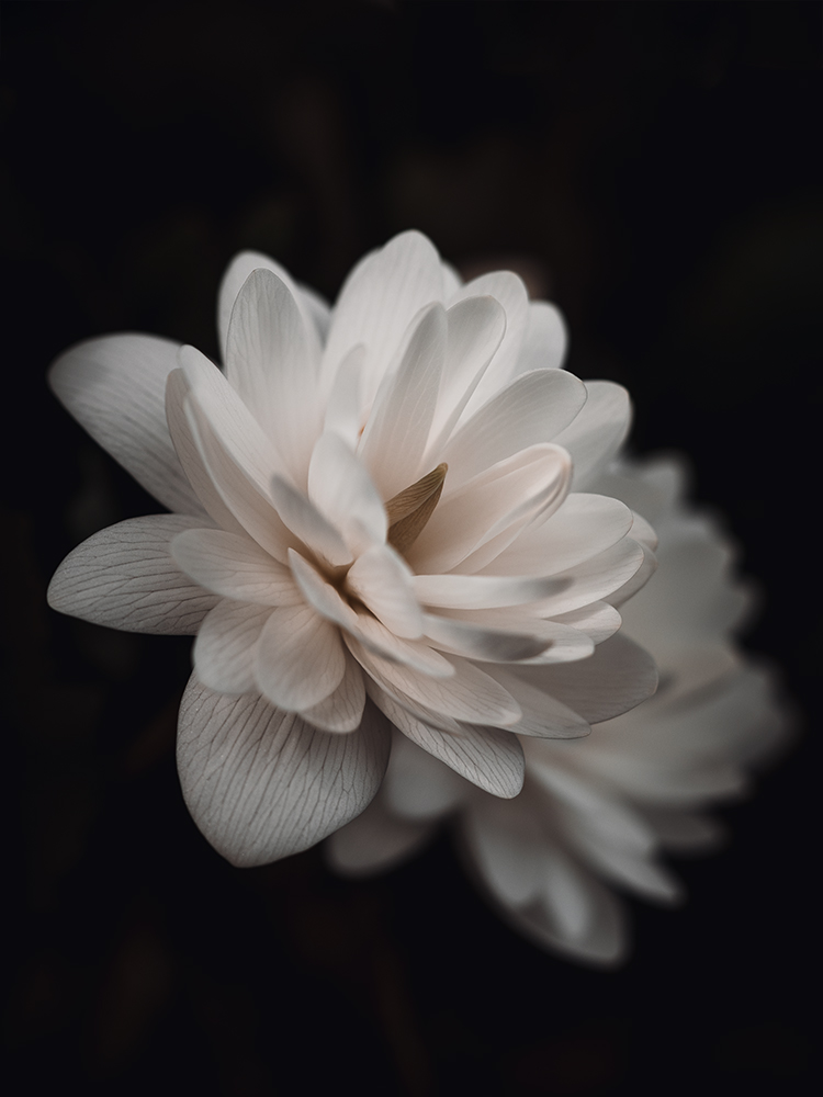 Moody Blumen Wandbild Weiße Kanadische Blutwurz von Tatjana Prawitz