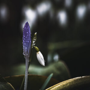 Moody Blumen Wandbild Lilafarbener Krokus und Schneeglöckchen von Tatjana Prawitz