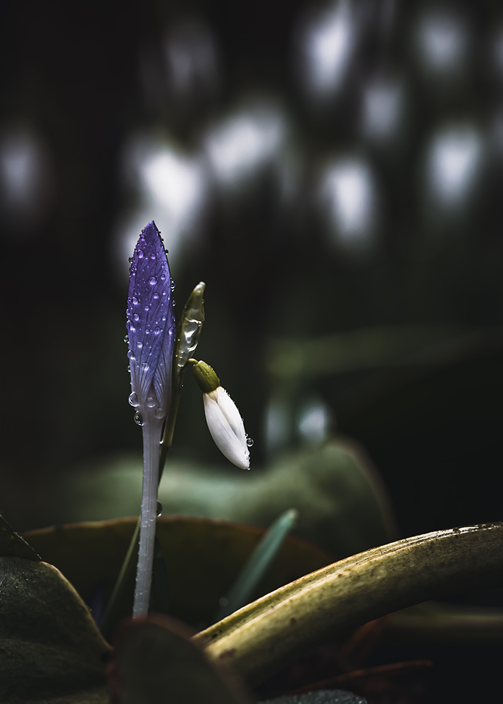 Moody Blumen Wandbild Lilafarbener Krokus und Schneeglöckchen von Tatjana Prawitz