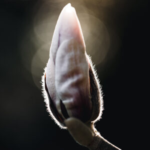 Moody Blumen Wandbild Magnolienknospe von Tatjana Prawitz