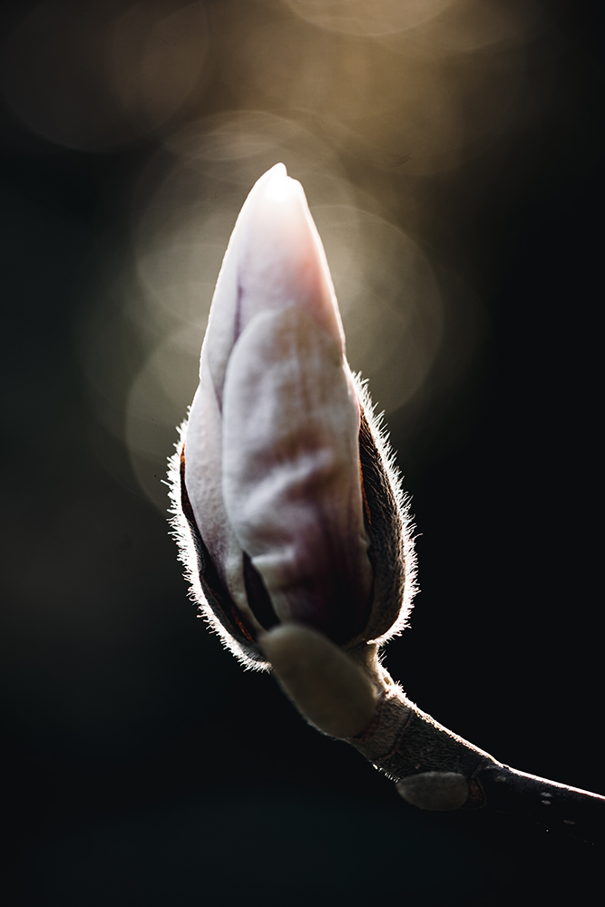 Moody Blumen Wandbild Magnolienknospe von Tatjana Prawitz