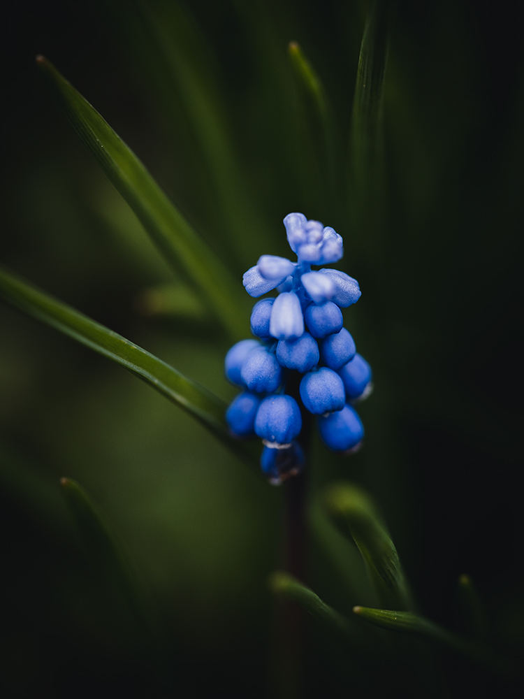 Moody Blumen Blaue Traubenhyazinthe Foto von Tatjana Prawitz