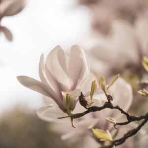Blumen Wandbild Rosafarbene Magnolie von Tatjana Prawitz