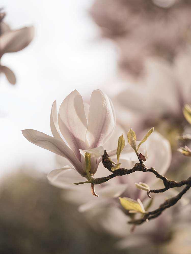 Blumen Wandbild Rosafarbene Magnolie von Tatjana Prawitz