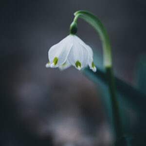 Moody Blumen Wandbild Weißer Märzenbecher von Tatjana Prawitz