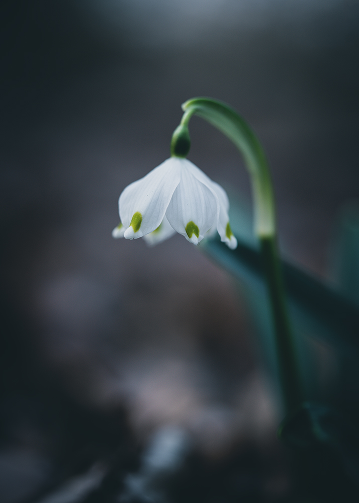 Moody Blumen Wandbild Weißer Märzenbecher von Tatjana Prawitz