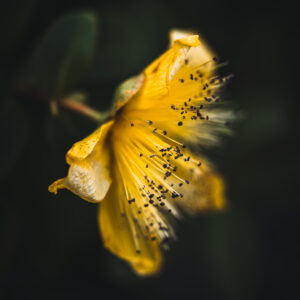 Moody Blumen Wandbild Johanniskraut von Tatjana Prawitz