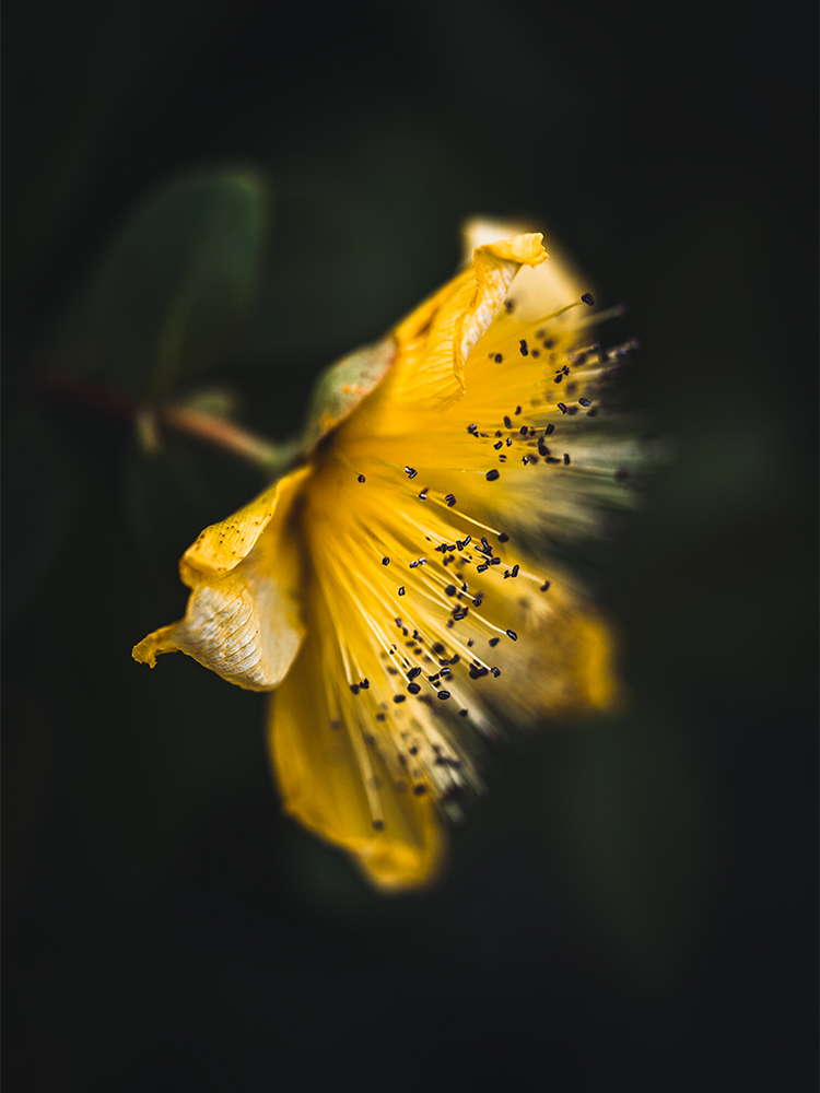 Moody Blumen Wandbild Johanniskraut von Tatjana Prawitz