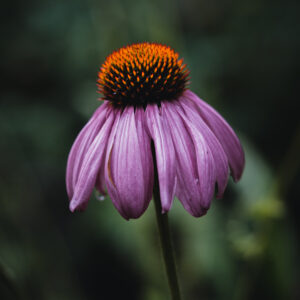 Moody Blumen Wandbild Purpur-Sonnenhut von Tatjana Prawitz