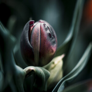 Moody Blumen Wandbild Rote Tulpe von Tatjana Prawitz