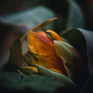 Moody Blumen Wandbild Orangefarbene Tulpe von Tatjana Prawitz
