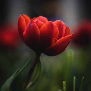 Moody Blumen Wandbild Rote Tulpe von Tatjana Prawitz