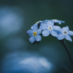 Moody Blumen Wandbild Vergissmeinnicht von Tatjana Prawitz