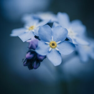 Blumen Wandbild Vergissmeinnicht von Tatjana Prawitz