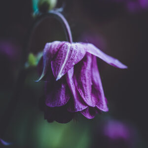 Moody Blumen Wandbild Lilafarbene Akelei von Tatjana Prawitz
