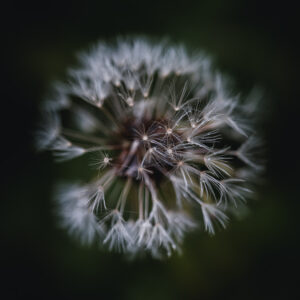 Moody Blumen Wandbild Pusteblume von Tatjana Prawitz