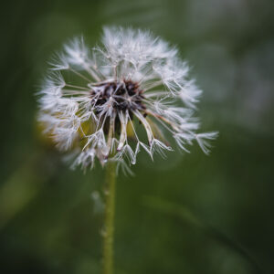 Moody Blumen Wandbild Pusteblume von Tatjana Prawitz