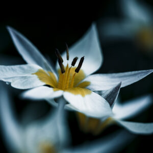 Moody Blumen Wandbild Turkestanische Tulpe von Tatjana Prawitz