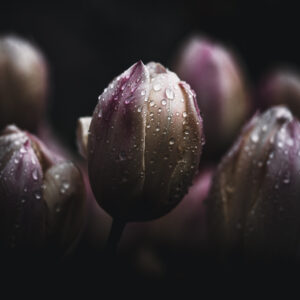 Moody Blumen Wandbild Rosafarbene Tulpen von Tatjana Prawitz