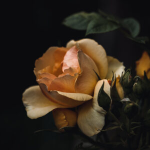 Moody Blumen Wandbild Gelbe Rose von Tatjana Prawitz
