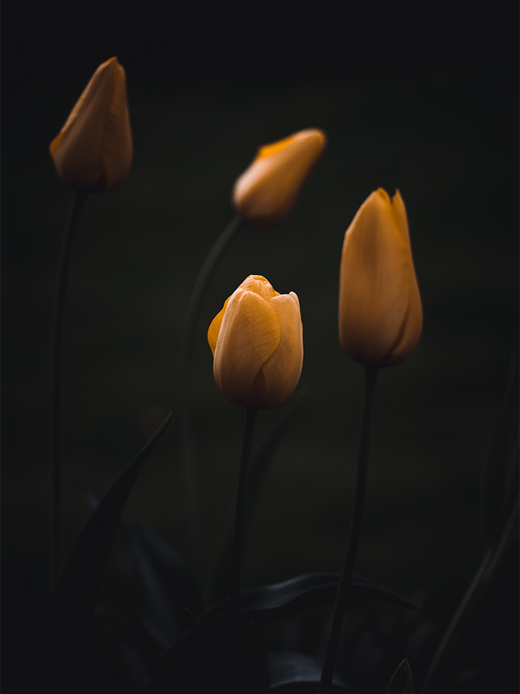 Moody Blumen Wandbild Gelbe Tulpen von Tatjana Prawitz