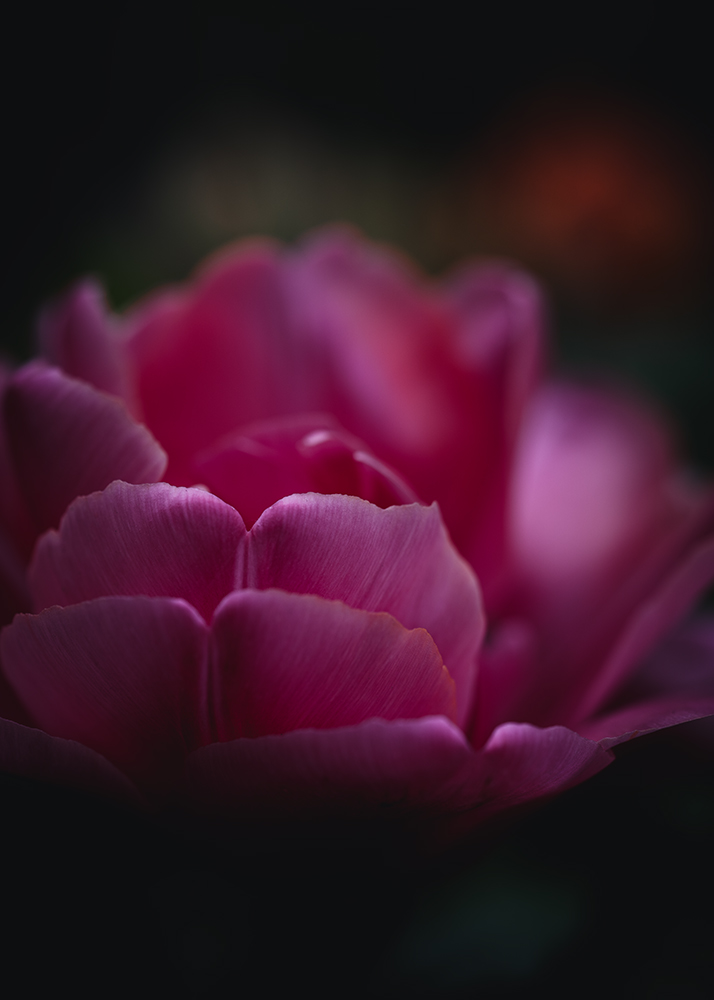 Moody Blumen Pinkfarbene Tulpe Foto von Tatjana Prawitz