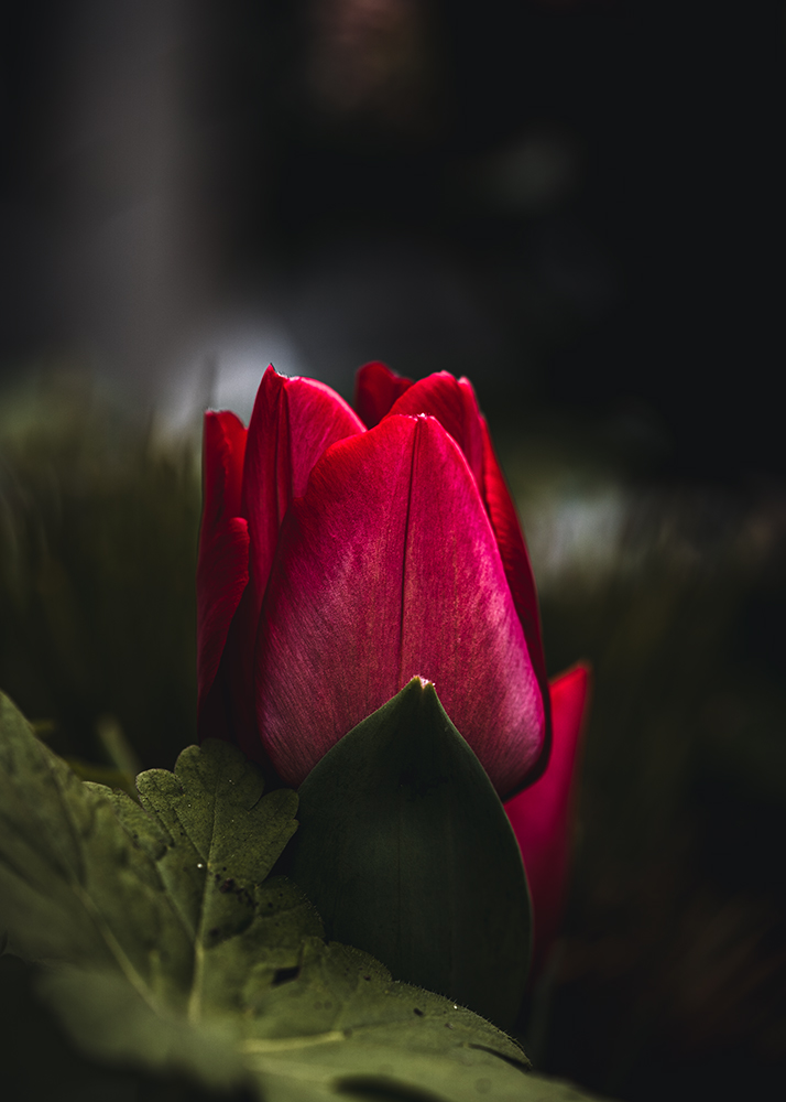 Moody Blumen Rote Tulpe Foto von Tatjana Prawitz