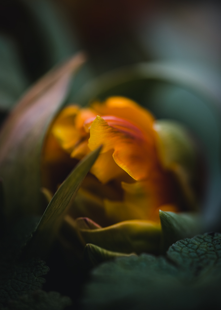 Moody Blumen Orangefarbene Tulpe Foto von Tatjana Prawitz