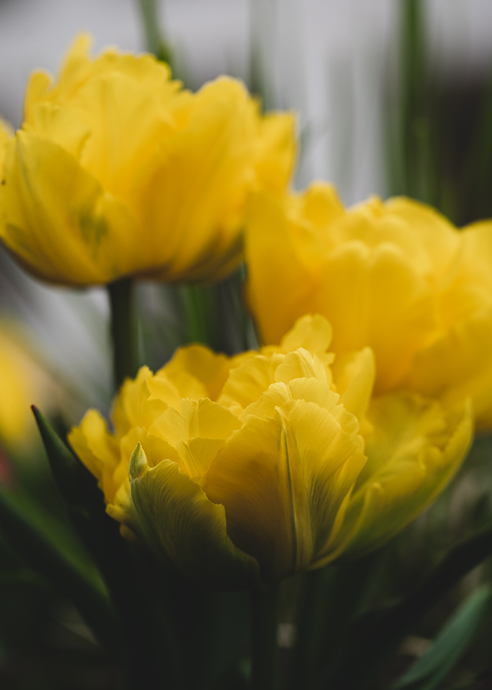 Blumen Weißes Gelbe Tulpen Foto von Tatjana Prawitz