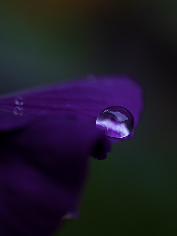 Moody Blumen Tropfen auf Veilchen Foto von Tatjana Prawitz