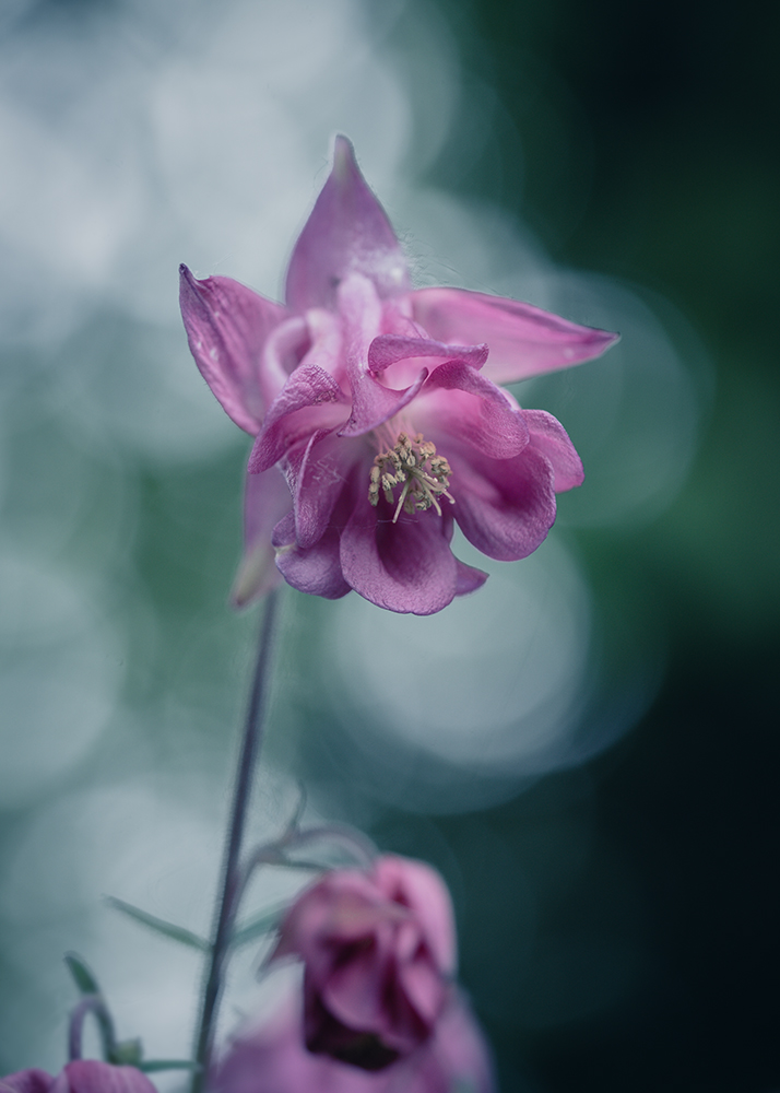 Blumen Weißes Rosafarbene Akelei Foto von Tatjana Prawitz