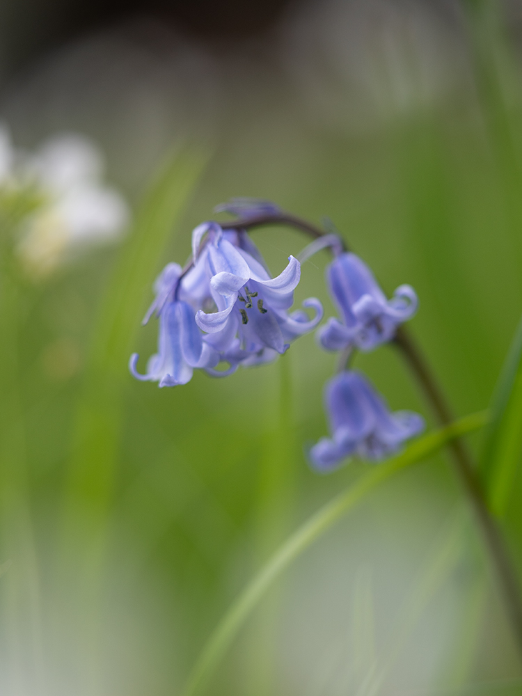 Blumen Weißes Blaues Hasenglöckchen Foto von Tatjana Prawitz