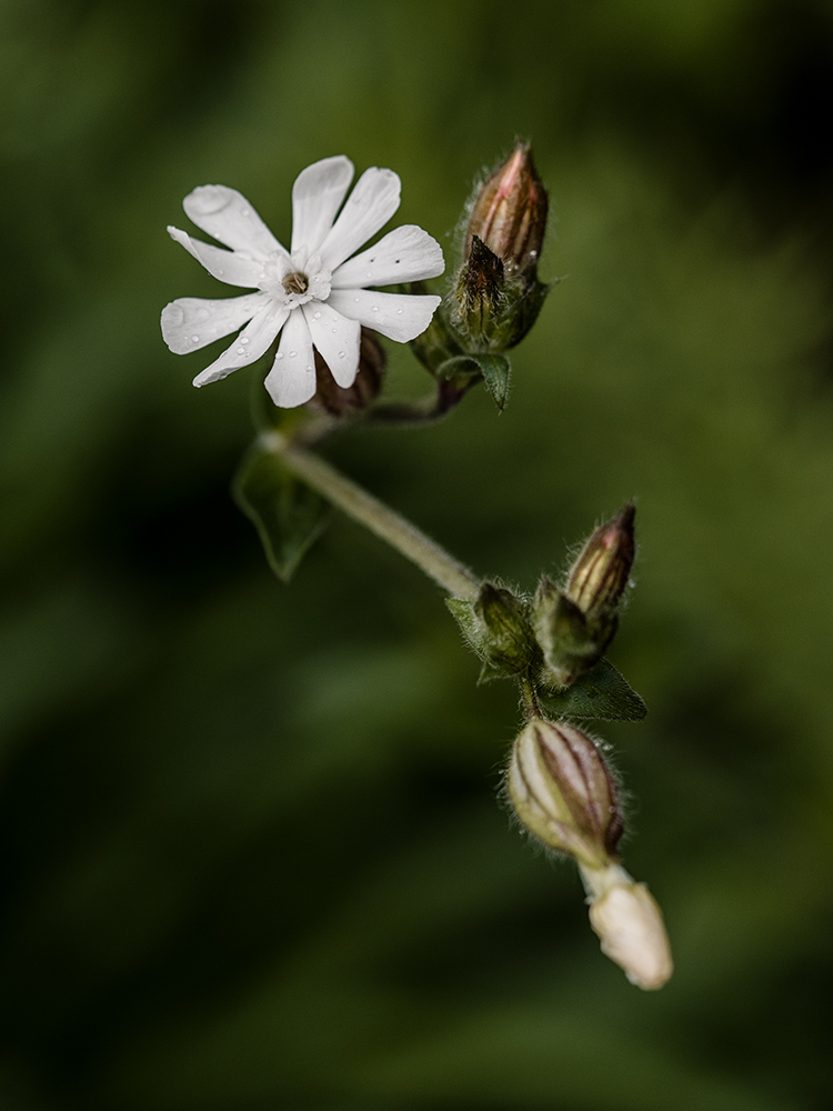 Moody Blumen Weiße Lichtnelke Foto von Tatjana Prawitz