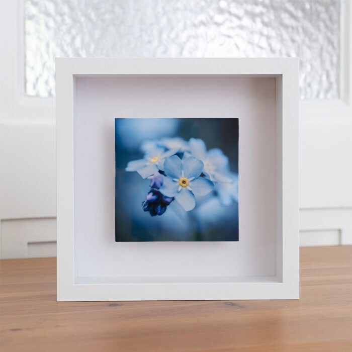 Blumenbild Vergissmeinnicht im Objektrahmen von Tatjana Prawitz