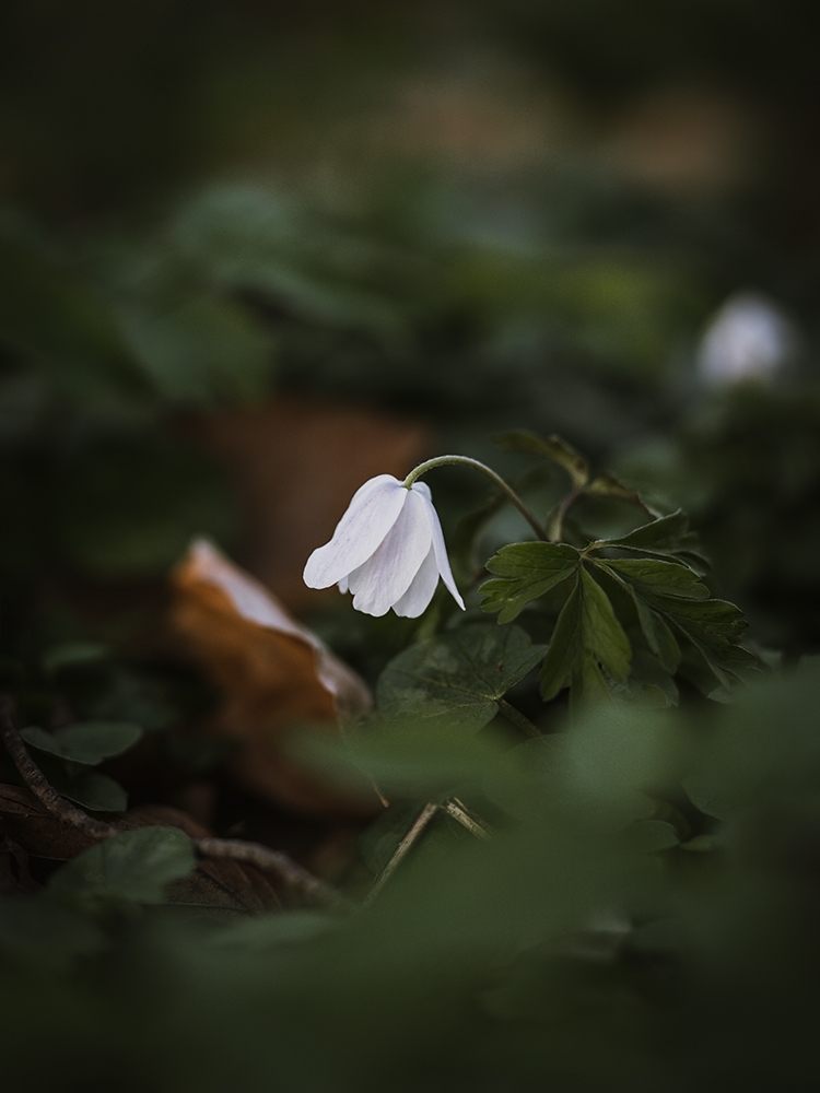 Moody Blumen Weißes Buschwindröschen Foto von Tatjana Prawitz