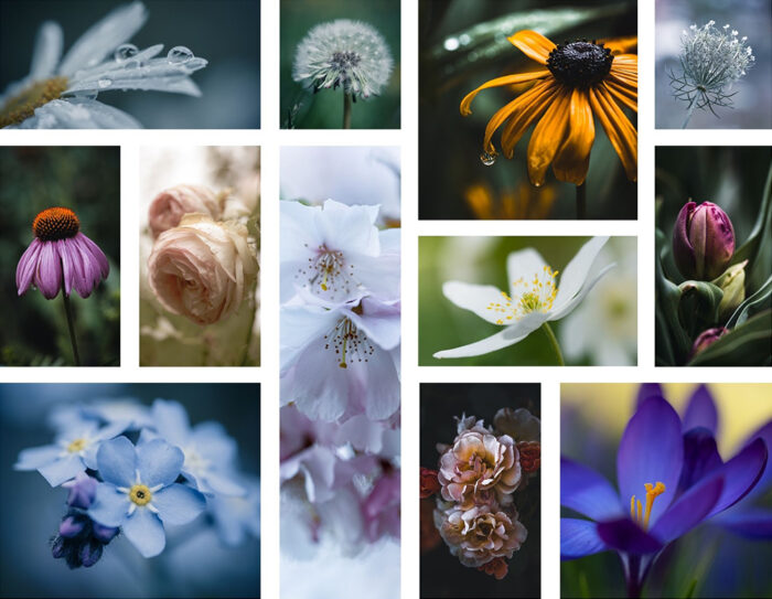 Verschiedene Blumenbilder als Postkarten von Tatjana Prawitz